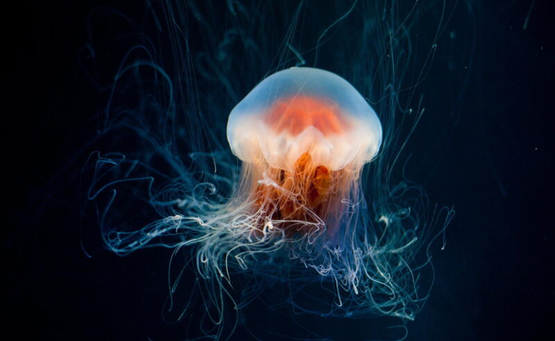 medúza, nesmrtelnost