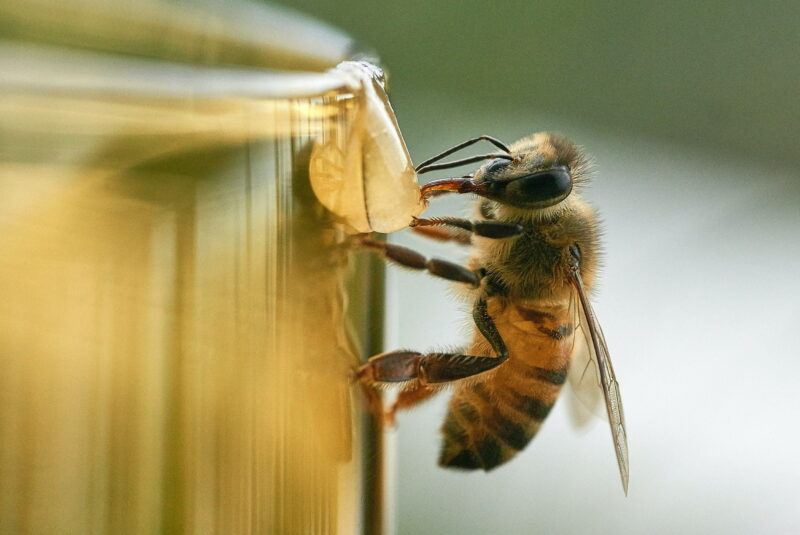 Včela, včely